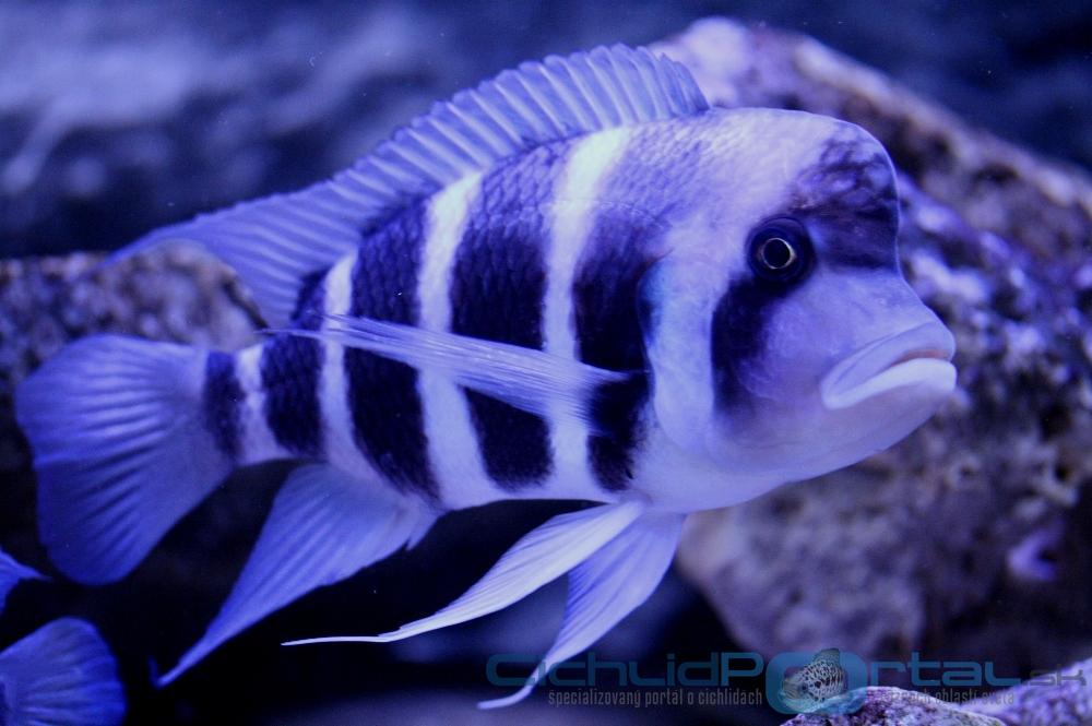 WF Cyphotilapia gibberosa