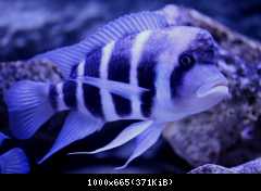 WF Cyphotilapia gibberosa