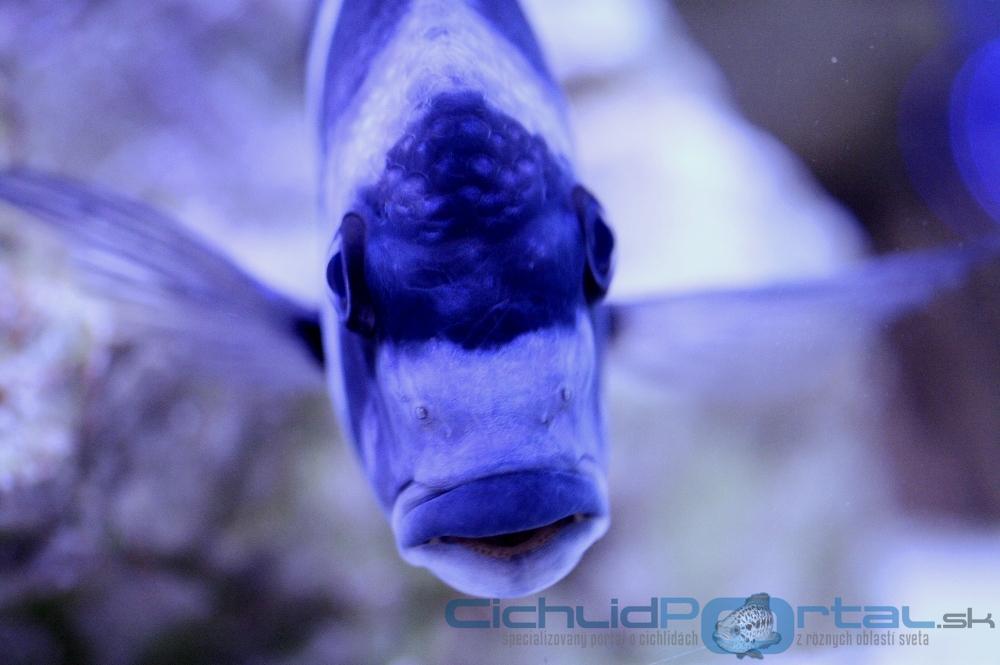 WF Cyphotilapia gibberosa "Moba"