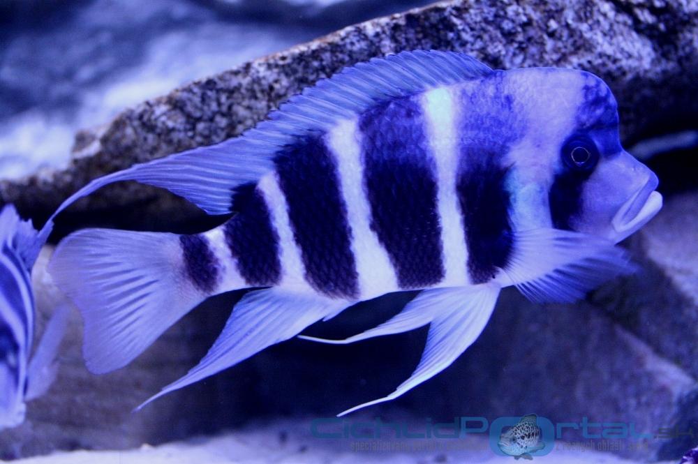 WF Cyphotilapia gibberosa