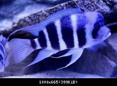 WF Cyphotilapia gibberosa