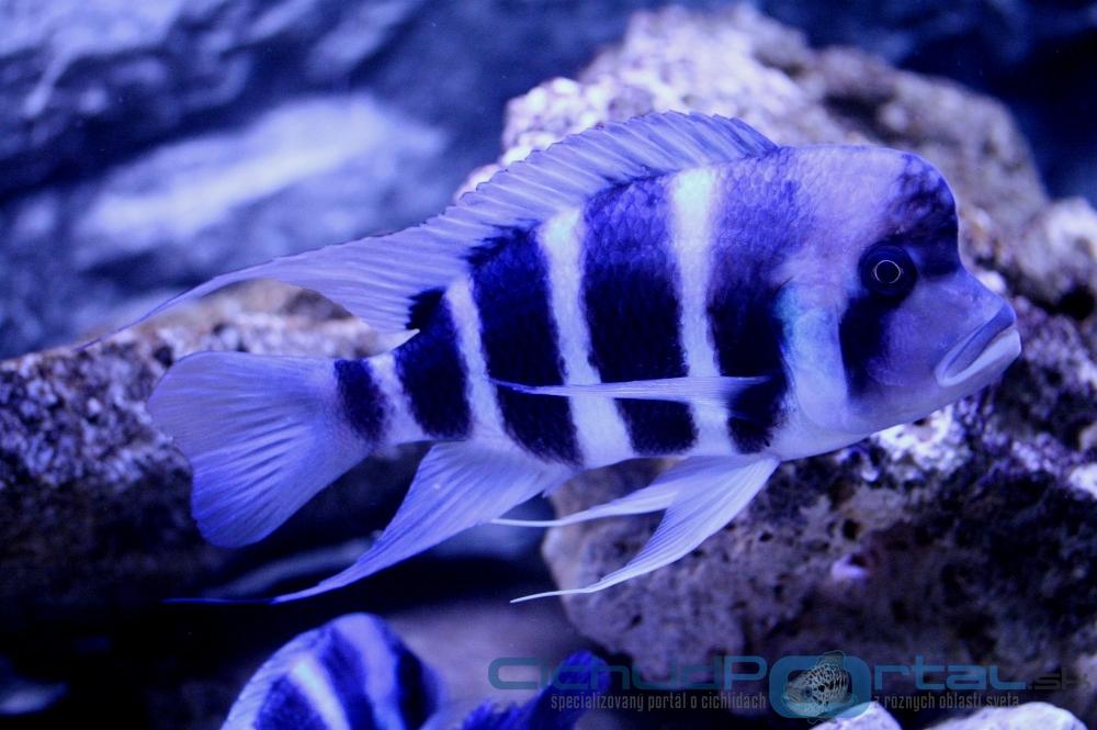 WF Cyphotilapia gibberosa