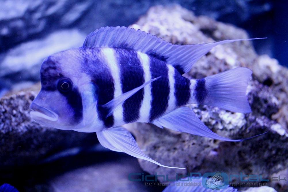 WF Cyphotilapia gibberosa