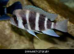 C.gibberosa samica č.5