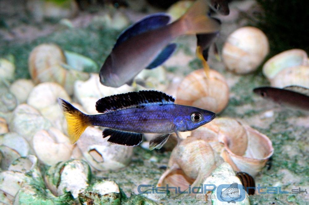 cyprichromis l.jumbo speckleback moba1