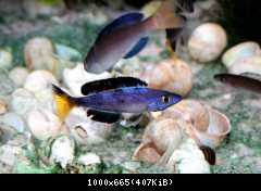 cyprichromis l.jumbo speckleback moba1