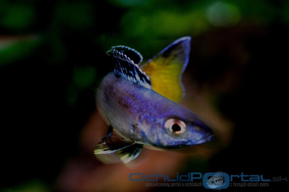 cyprichromis l.jumbo speckleback moba2