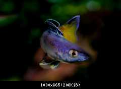 cyprichromis l.jumbo speckleback moba2