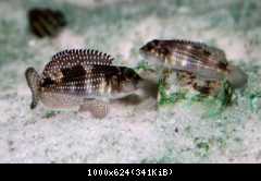 lamprologus meleagris1