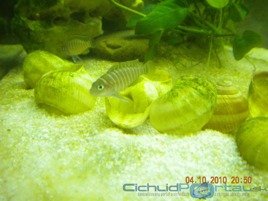 Neolamprologus similis