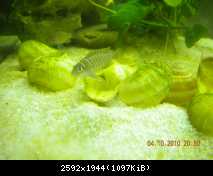 Neolamprologus similis