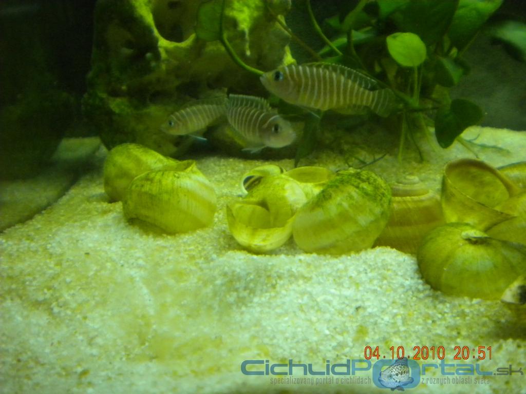 Neolamprologus similis