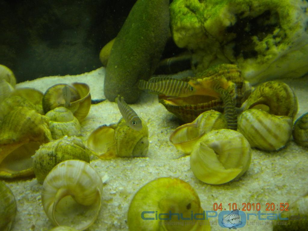 Neolamprologus similis