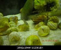 Neolamprologus similis