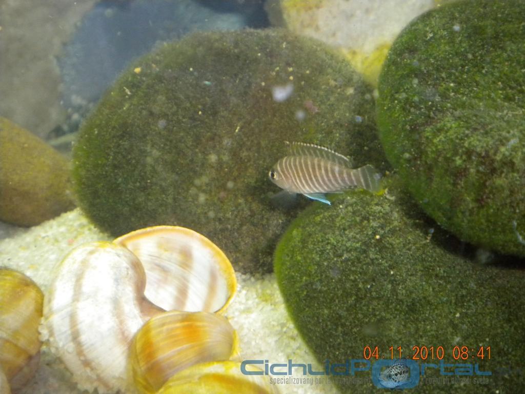 Neolamprologus similis