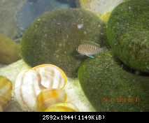 Neolamprologus similis