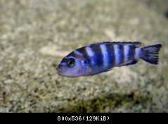 Pseudotropheus demasoni