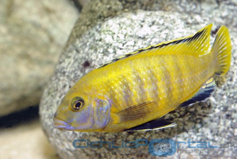 Labidochromis caeruleus yellow