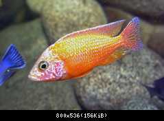 Fire Fish 2