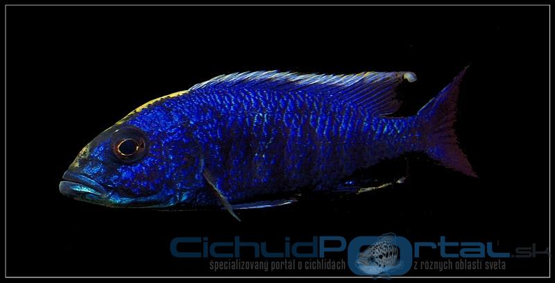 Sciaenochromis fryeri