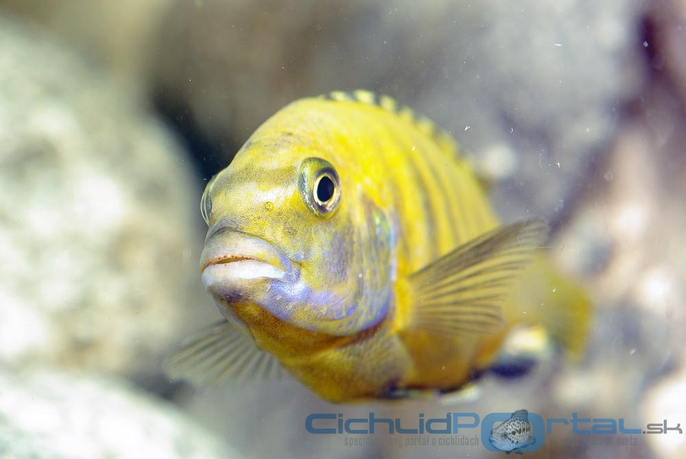 Labidochromis caeruleus