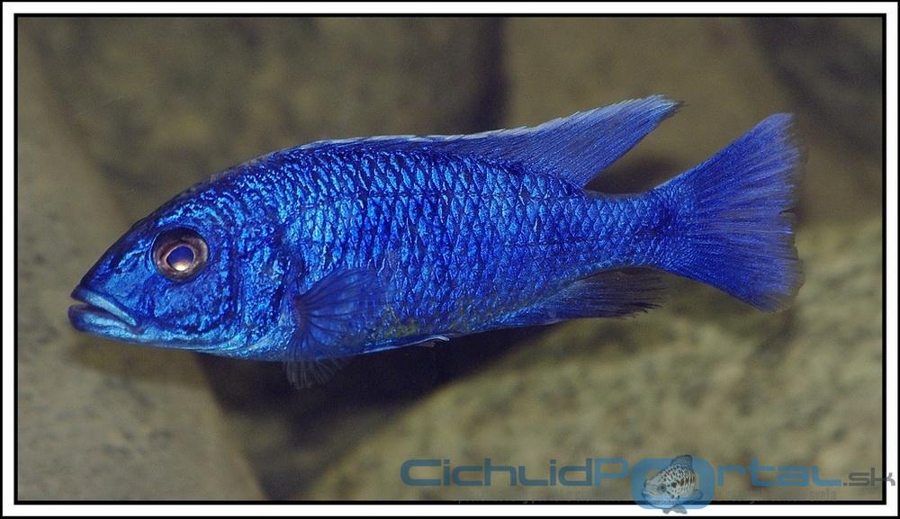 Sciaenochromis fryeri