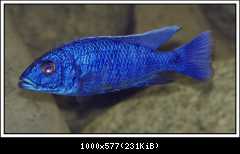 Sciaenochromis fryeri