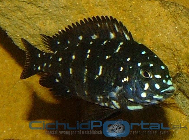 Tropheus duboisi-maswa