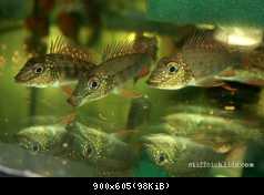 Satanoperca jurupari