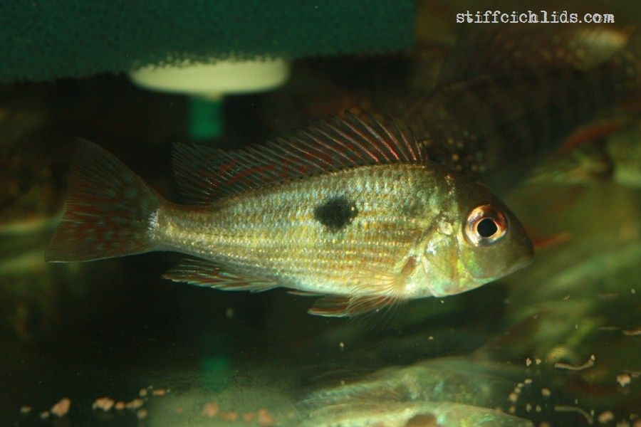 Geophagus sp. Pindare