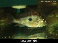 Geophagus sp. Pindare
