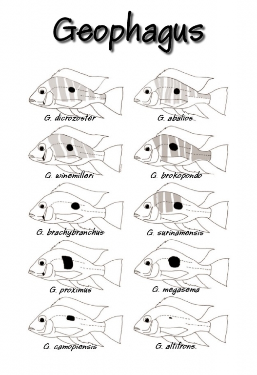 geophagy, pomôcka pri rozoznávaní