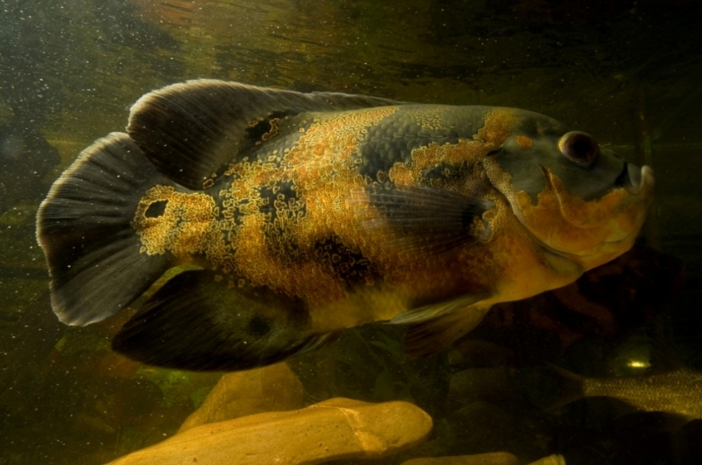 Astronotus ocellatus