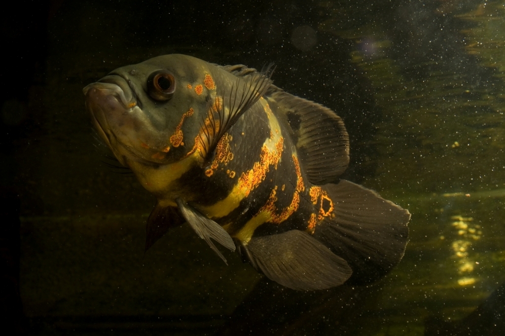 Astronotus ocellatus