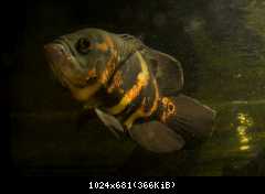 Astronotus ocellatus