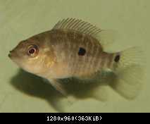 Caquetaia umbrifera