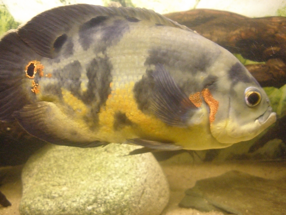 Astronotus ocellatus-samec