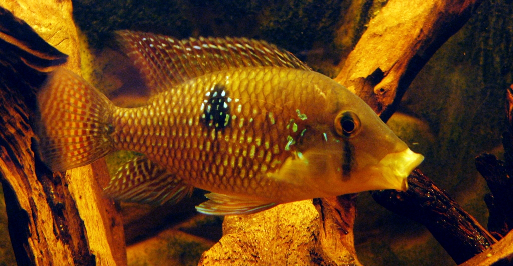 GEOPHAGUS BRASILIENSIS samica