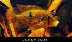 GEOPHAGUS BRASILIENSIS samica