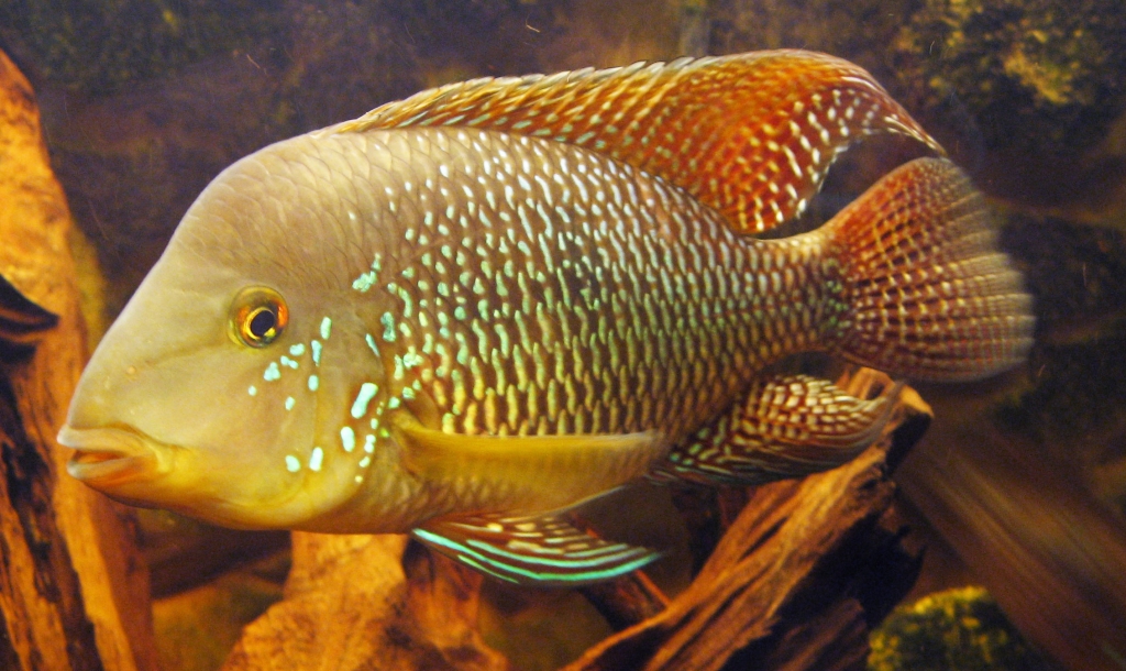 GEOPHAGUS BRASILIENSIS samec