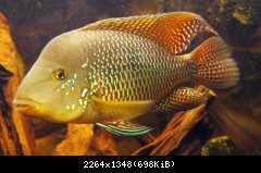 GEOPHAGUS BRASILIENSIS samec