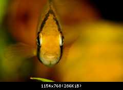 C. maroni 1