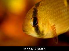 C. maroni 2