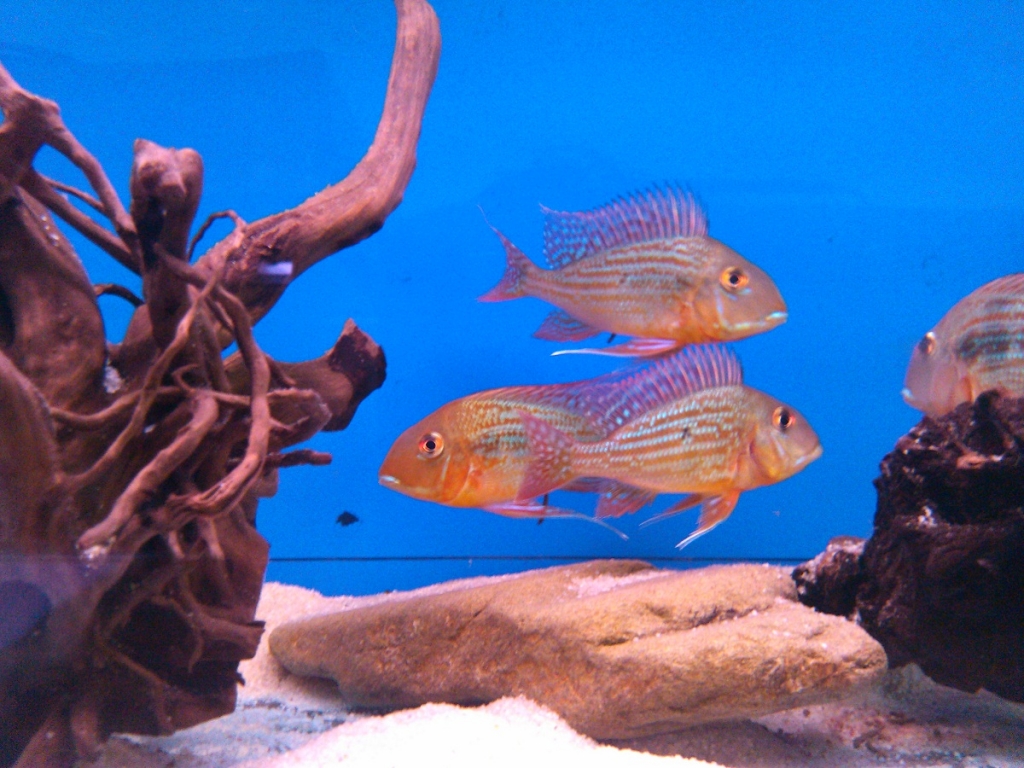 Geophagus Altifrons "Trombetas