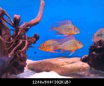 Geophagus Altifrons "Trombetas