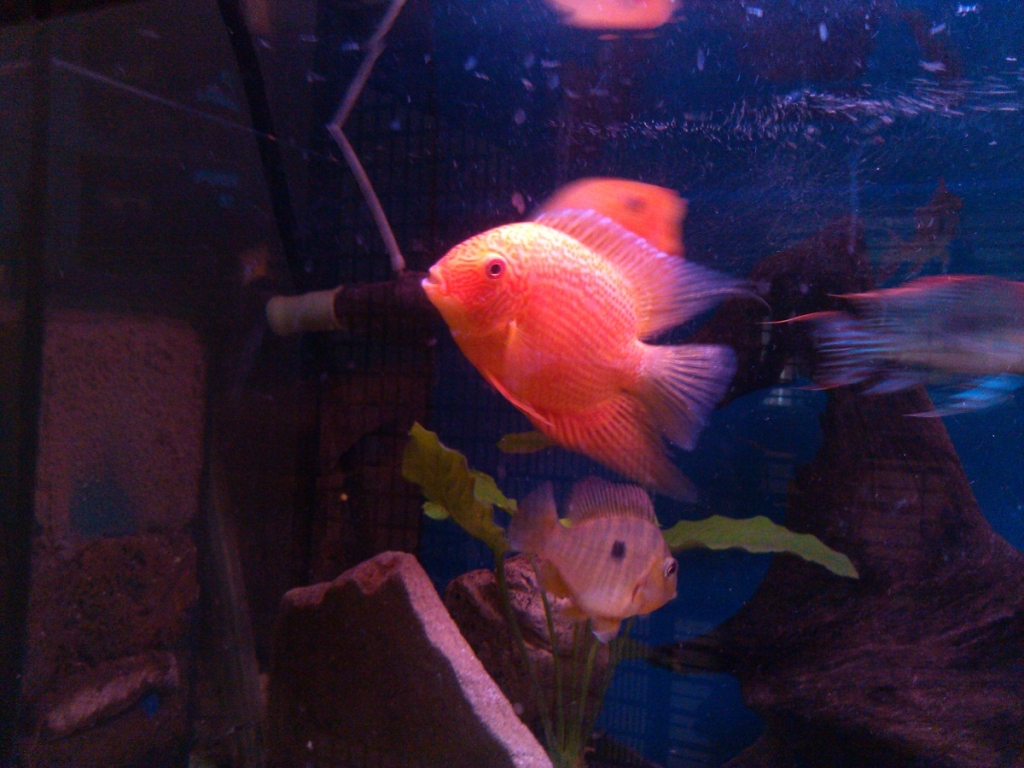 Heros severum red spot