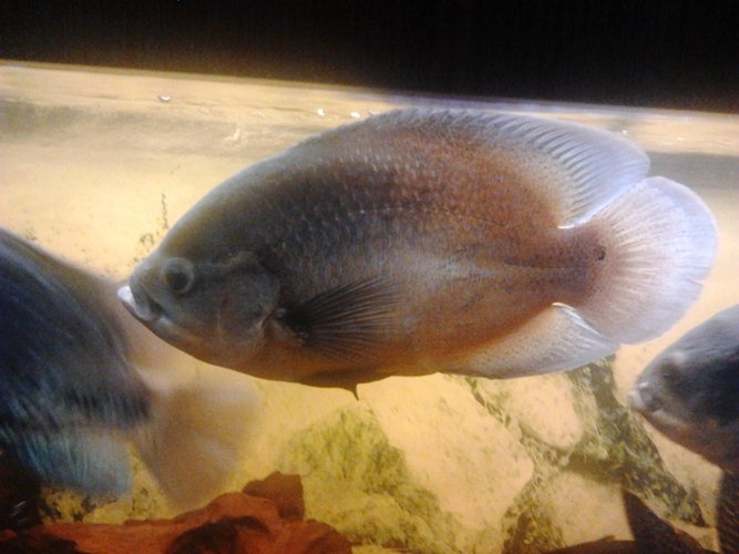 Astronotus ocellatus