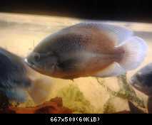 Astronotus ocellatus