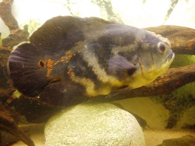 Astronotus ocellatus