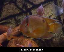 Aequidens maronii